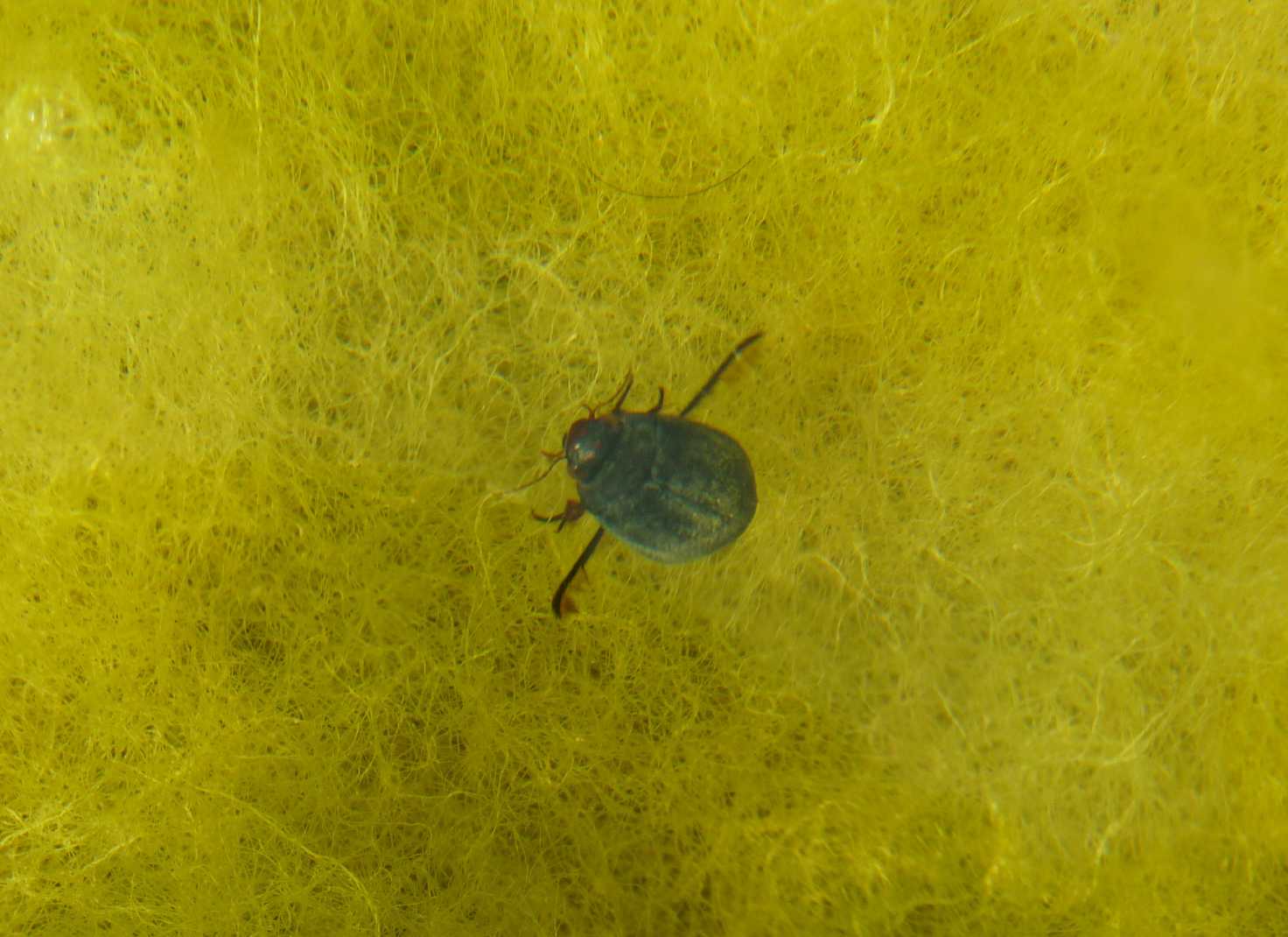 Meladema coriacea (Dytiscidae)